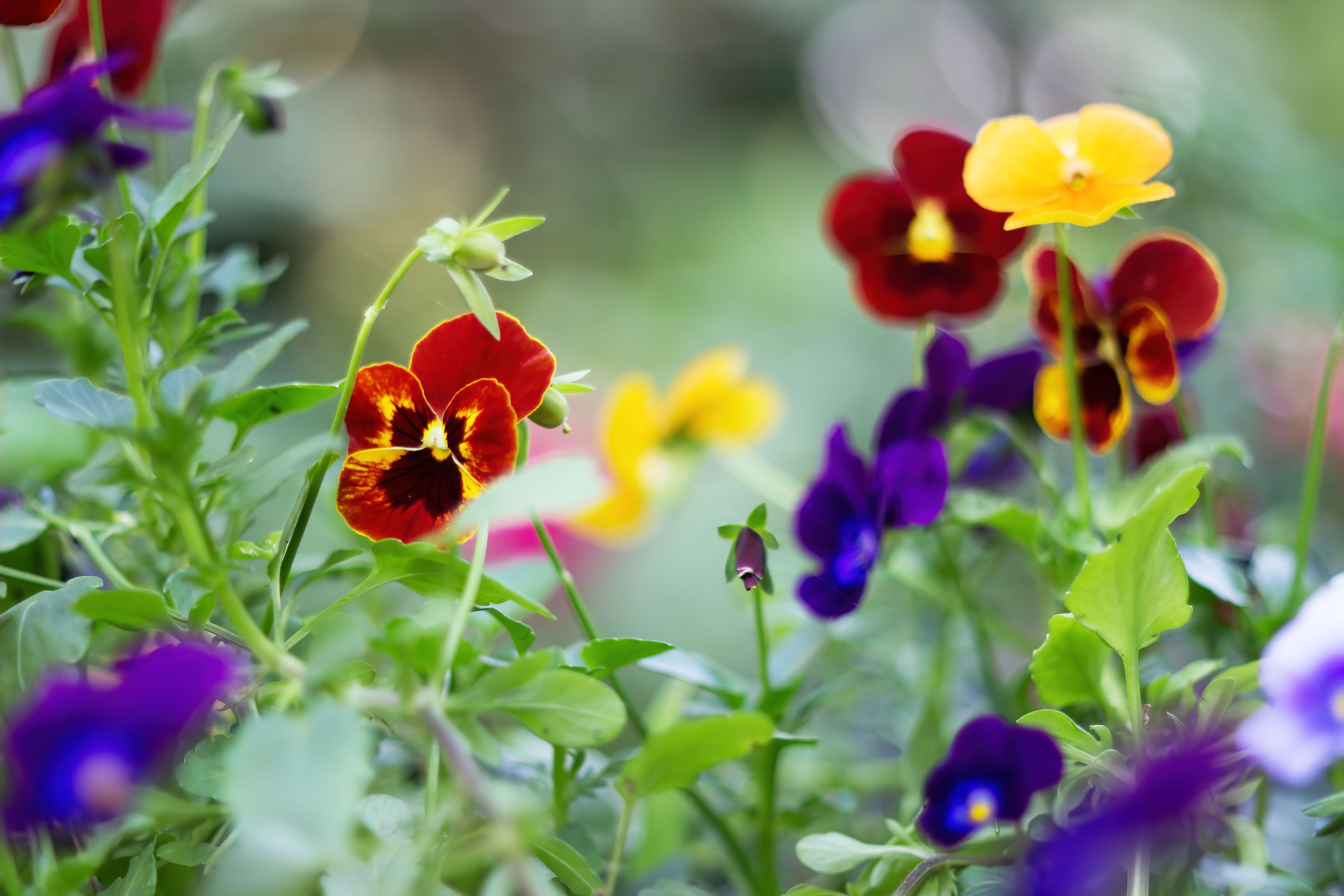 Pansy growing in fabric grow bag - Pansy Perfect: Wicking Bed Container Guide for Fabric Grow Bags