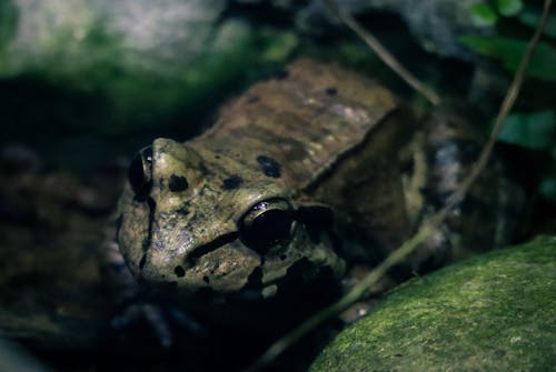 Foto d'estoc gratuïta de animals aquàtics, granota, rèptil