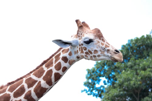 Foto d'estoc gratuïta de animals de la natura, girafa, girafes