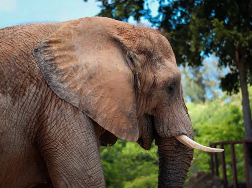 Foto d'estoc gratuïta de animals de la natura, elefant, elefant asiàtic