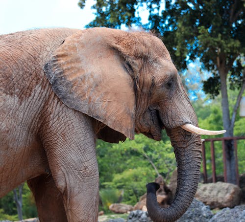 Foto d'estoc gratuïta de amant dels animals, animals de la natura, elefant