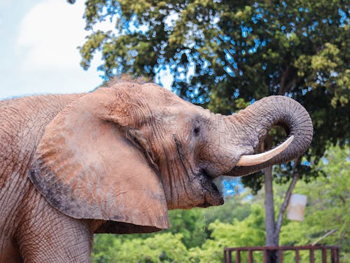 Foto d'estoc gratuïta de amant dels animals, elefant africà, elefant asiàtic