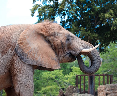 Foto d'estoc gratuïta de amant dels animals, elefant, elefant africà