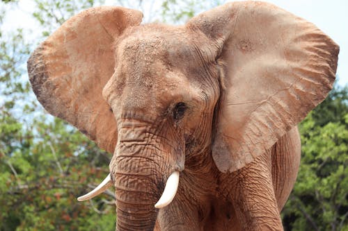 Close Up Photo of an Elephant