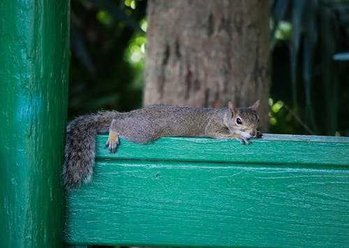 Foto d'estoc gratuïta de amant dels animals, esquirol, esquirol gris