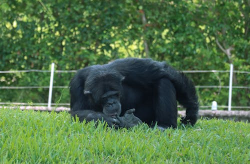 Black Gorilla on Green Grass