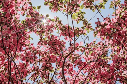 Foto stok gratis berkembang, berwarna merah muda, bunga dogwood merah muda