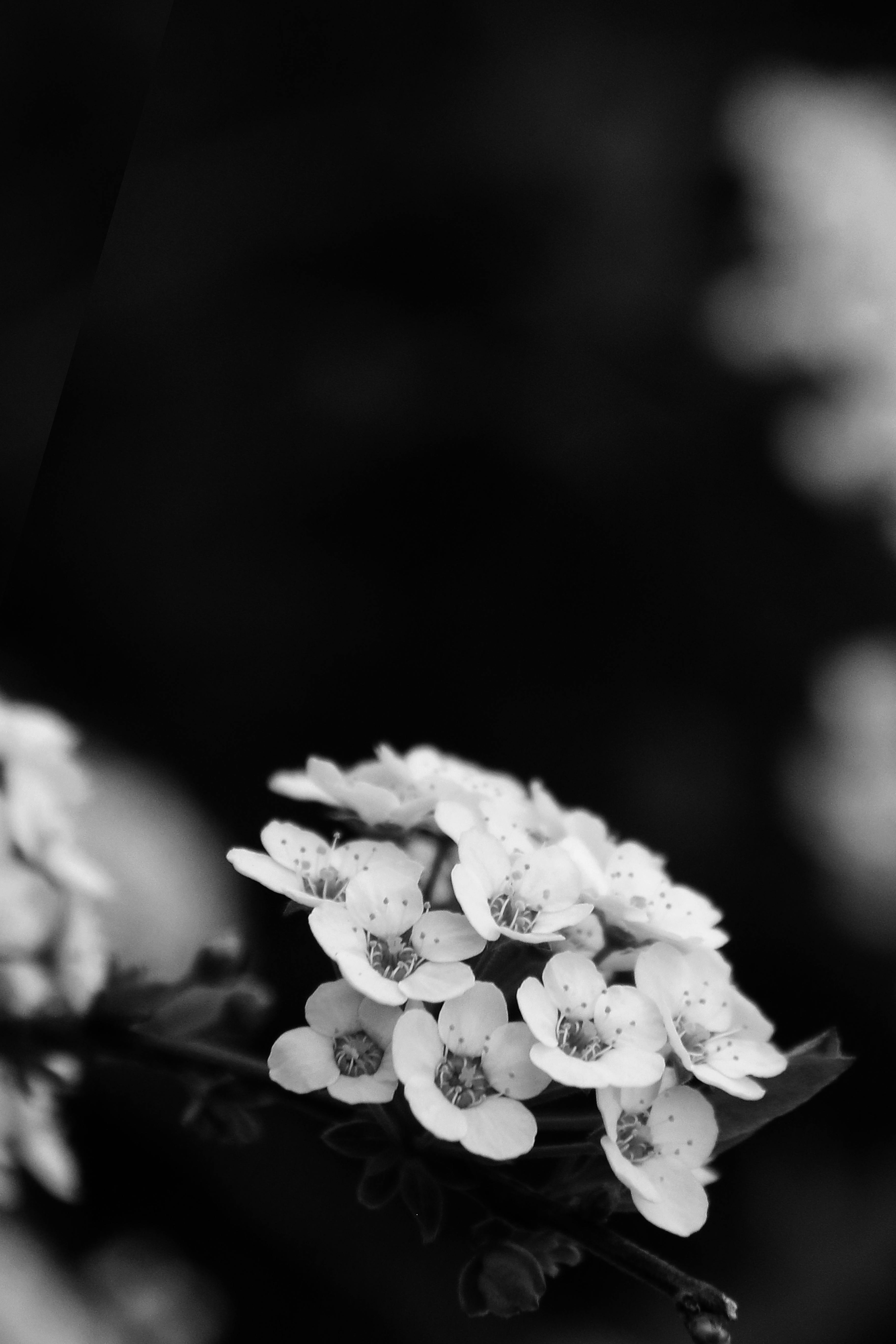 Black and white close-up of blooming flowers showcasing delicate petals for artistic appeal.