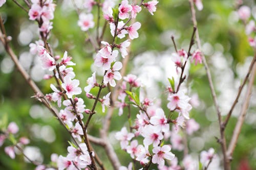Безкоштовне стокове фото на тему «весна, квіти, квітка фотографії» стокове фото