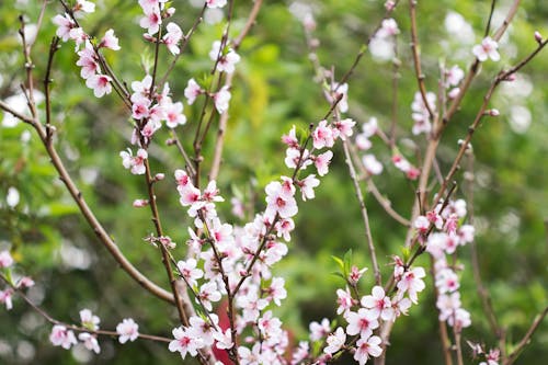 Ilmainen kuvapankkikuva tunnisteilla kasvikunta, kaunis, kirsikankukat Kuvapankkikuva