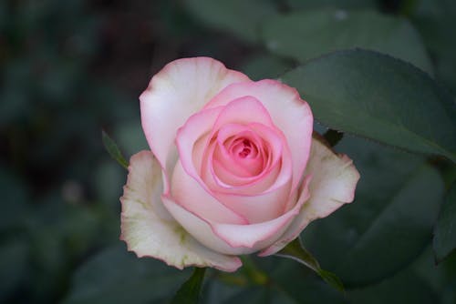 Gratuit Photos gratuites de fermer, fleur rose, pétales Photos