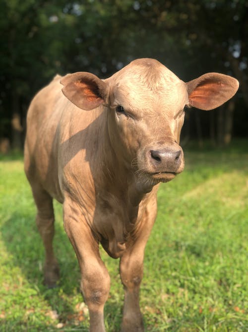 A Brown Calf