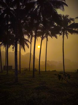 A captivating sunrise scene with palm tree silhouettes and a warm glow.