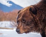 Brown Bear on Snow Covered Ground