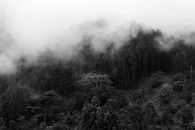 Grayscale Photo of Forest With Fog
