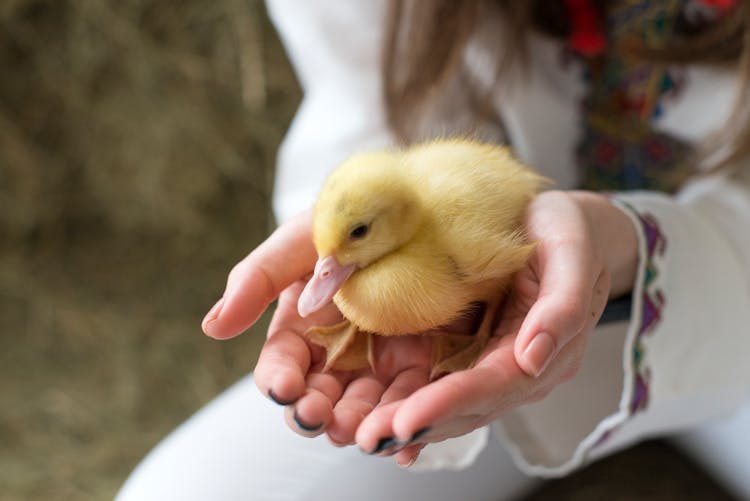 A Person Holding A Duckling