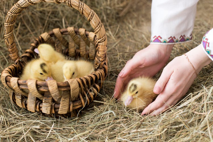 Ducklings In A Basket 