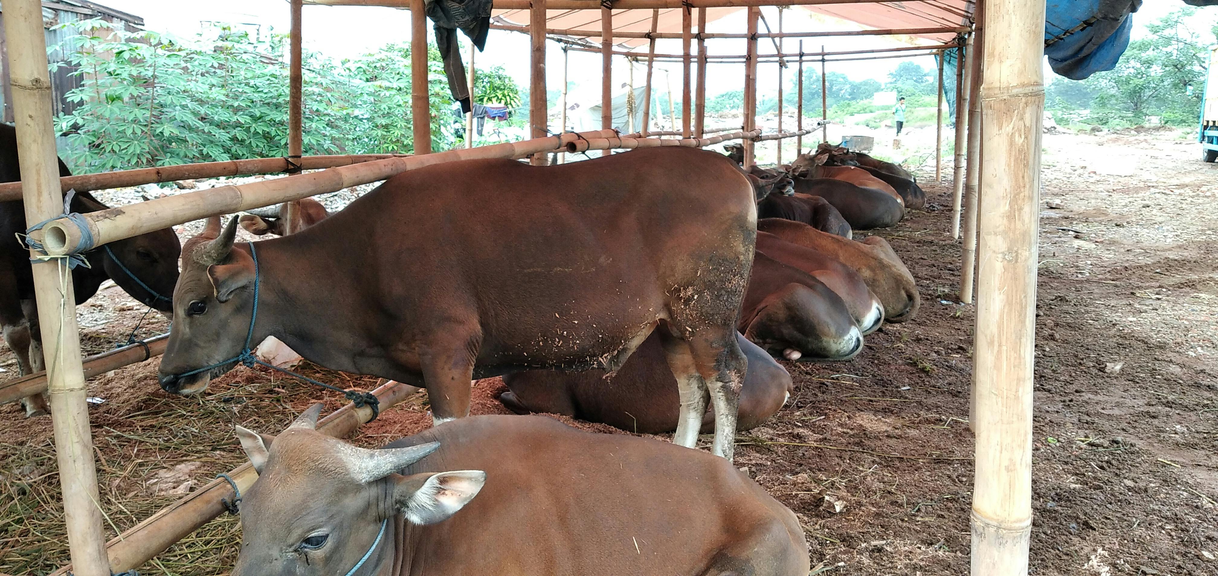 Robô humanoide com inteligência artificial