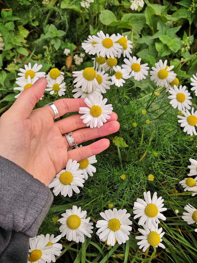 Oxeye Daisies In Bloom 