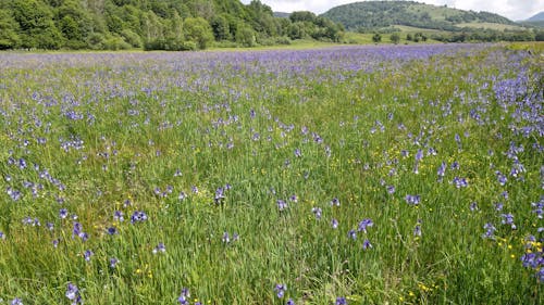 Gratis lagerfoto af blå blomster, flot natur, iris