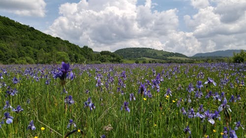 Gratis lagerfoto af blå blomster, flot natur, iris