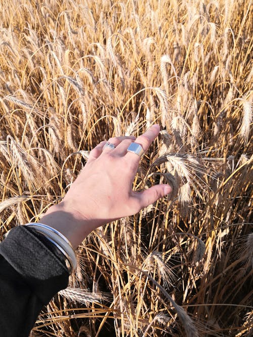Photo of a Person's Hand Touching Dry Wheat