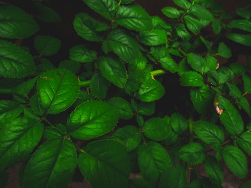 Gratis stockfoto met bureaubladachtergrond, donkere achtergrond, donkergroene bladeren