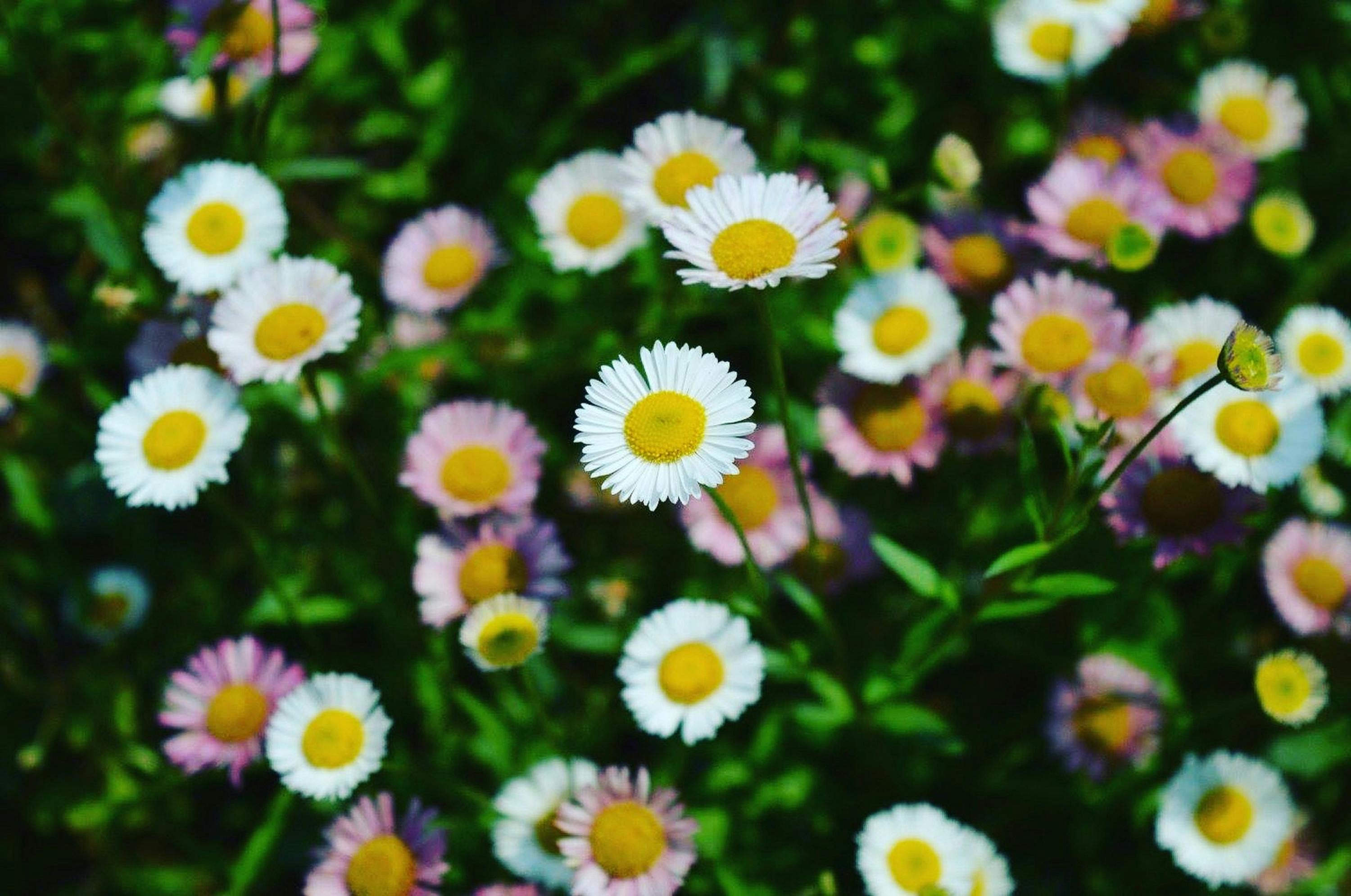 White And Yellow Flower · Free Stock Photo