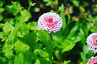 大吉岭花园郁郁葱葱，特写中盛开着美丽的粉红色花朵