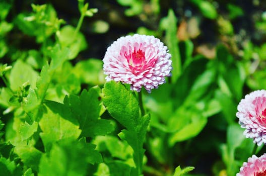 大吉岭花园郁郁葱葱，特写中盛开着美丽的粉红色花朵
