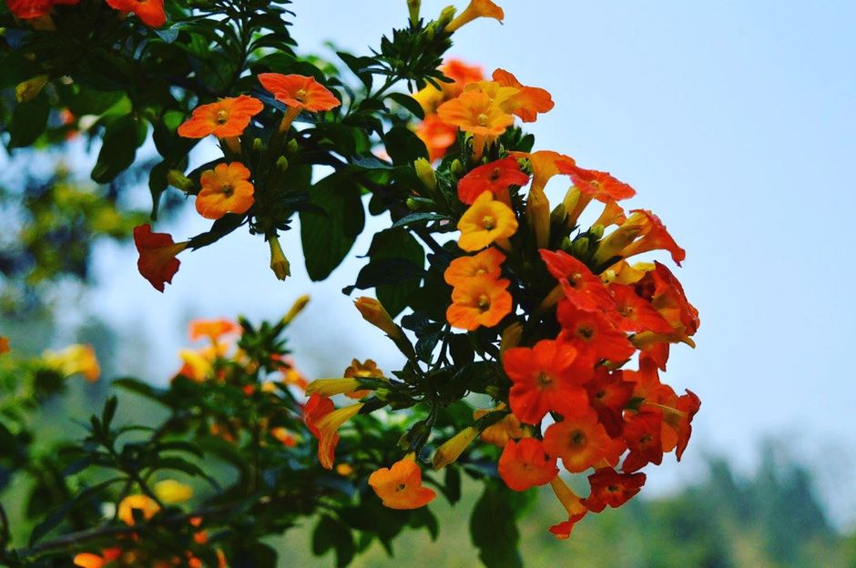 Botanical Gardens