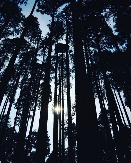 Sunlight filters through tall conifer trees in Darjeeling, creating a serene forest silhouette.