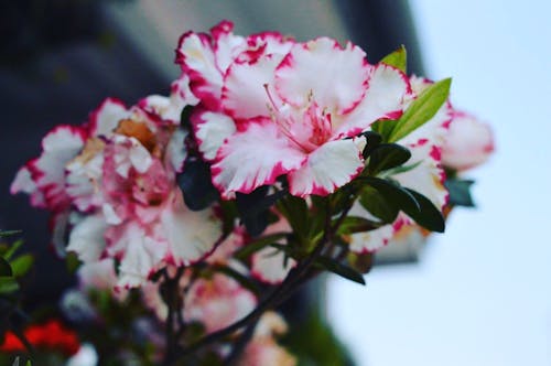 無料 白とピンクのハイビスカスの花 写真素材