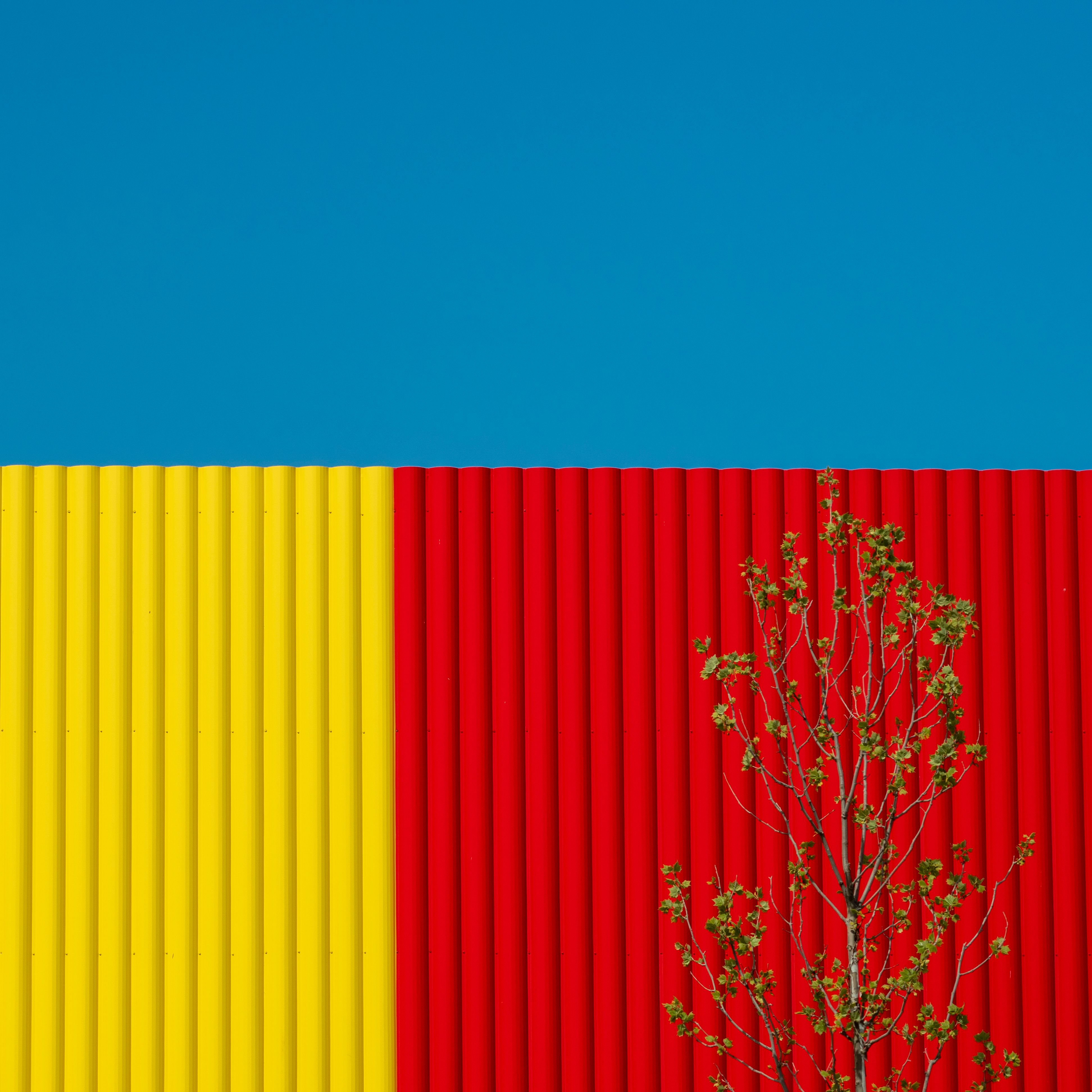 Green Tree Near the Colorful Wall