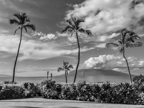 無料 グレースケール, ココナッツの木, シースケープの無料の写真素材 写真素材