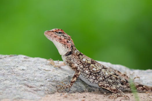 Rock agama lizard resting on a rock with a green blurred background.