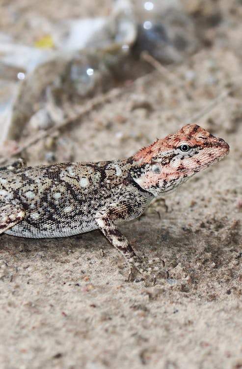 Kostenloses Stock Foto zu eidechse, exotisch, gecko