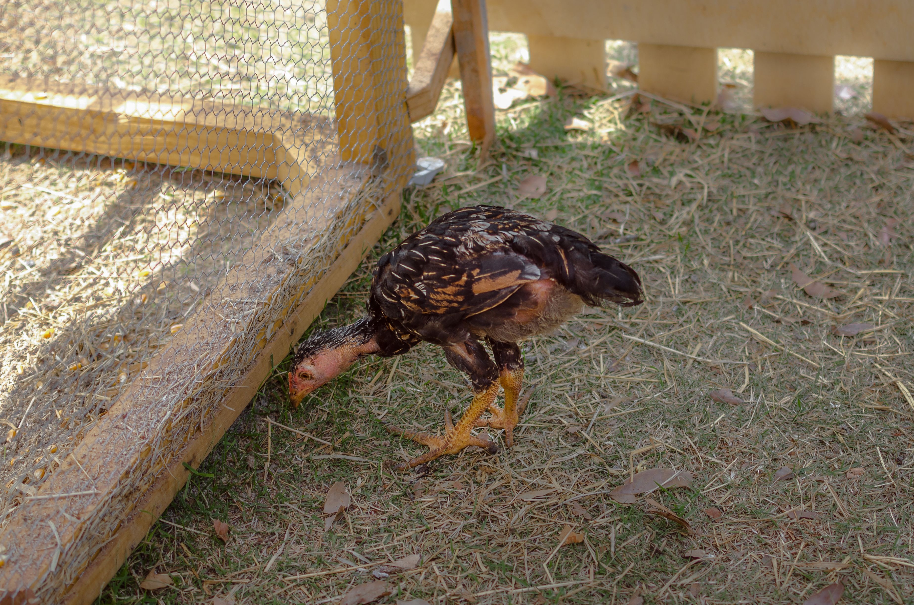 Backyard Chickens