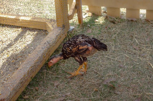 A Juvenile Rooster Feeding