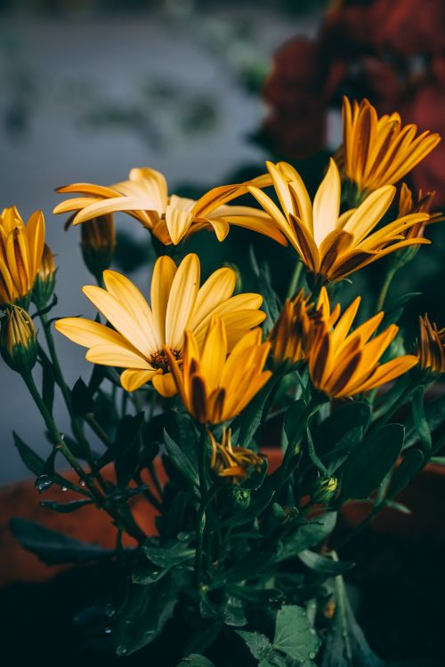 Free A vivid close-up of blooming yellow daisies in spring, showcasing vibrant petals and lush green leaves. Stock Photo