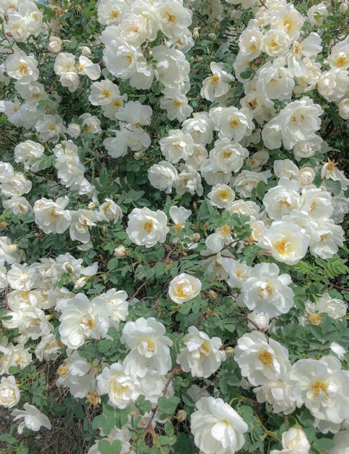 Beautiful White Flowers With Green Leaves