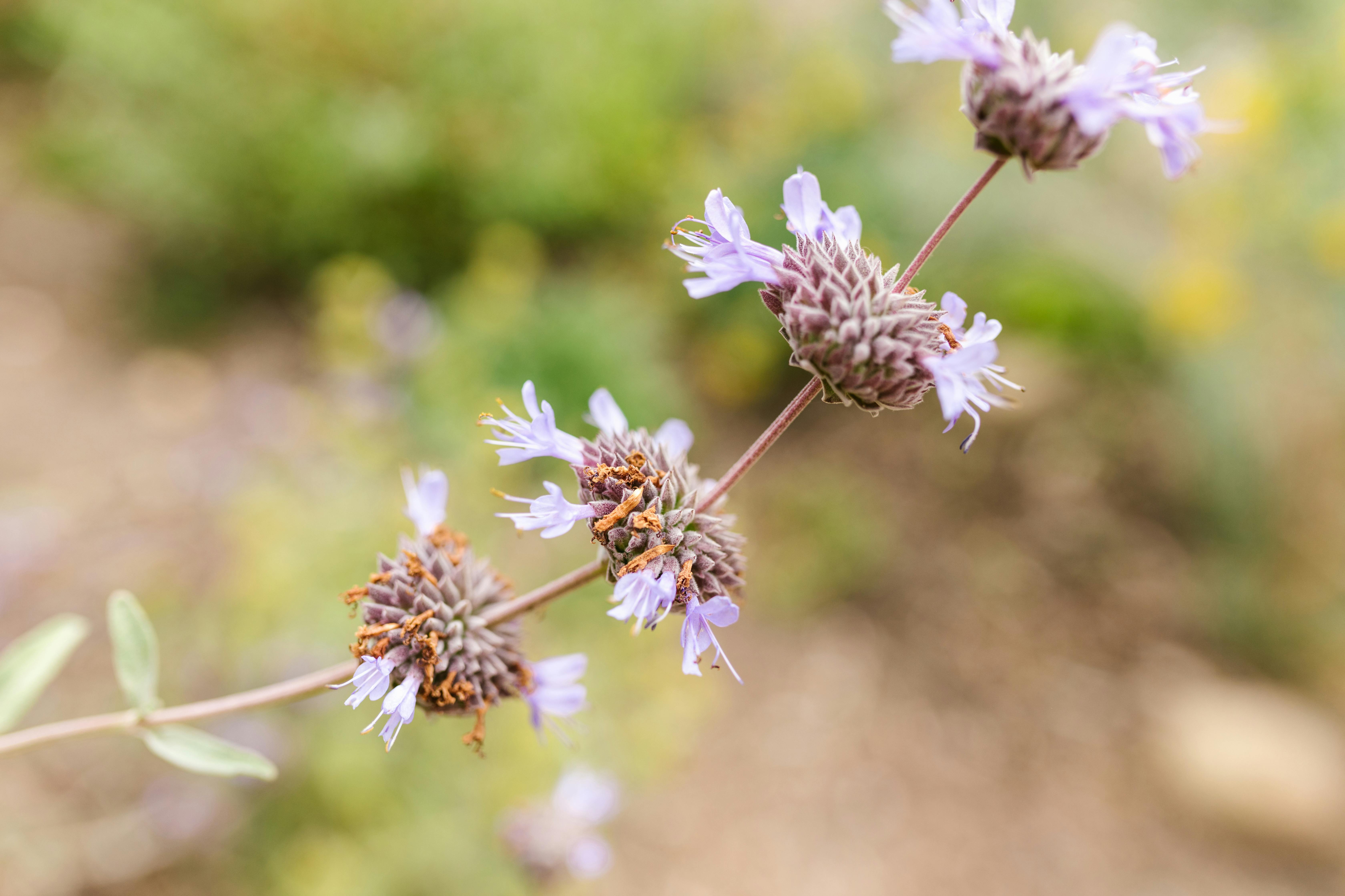 nature summer purple garden