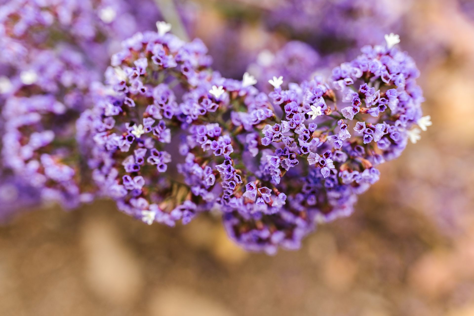 Detailed view of blooming purple sea lavender flowers in focus against a soft background.