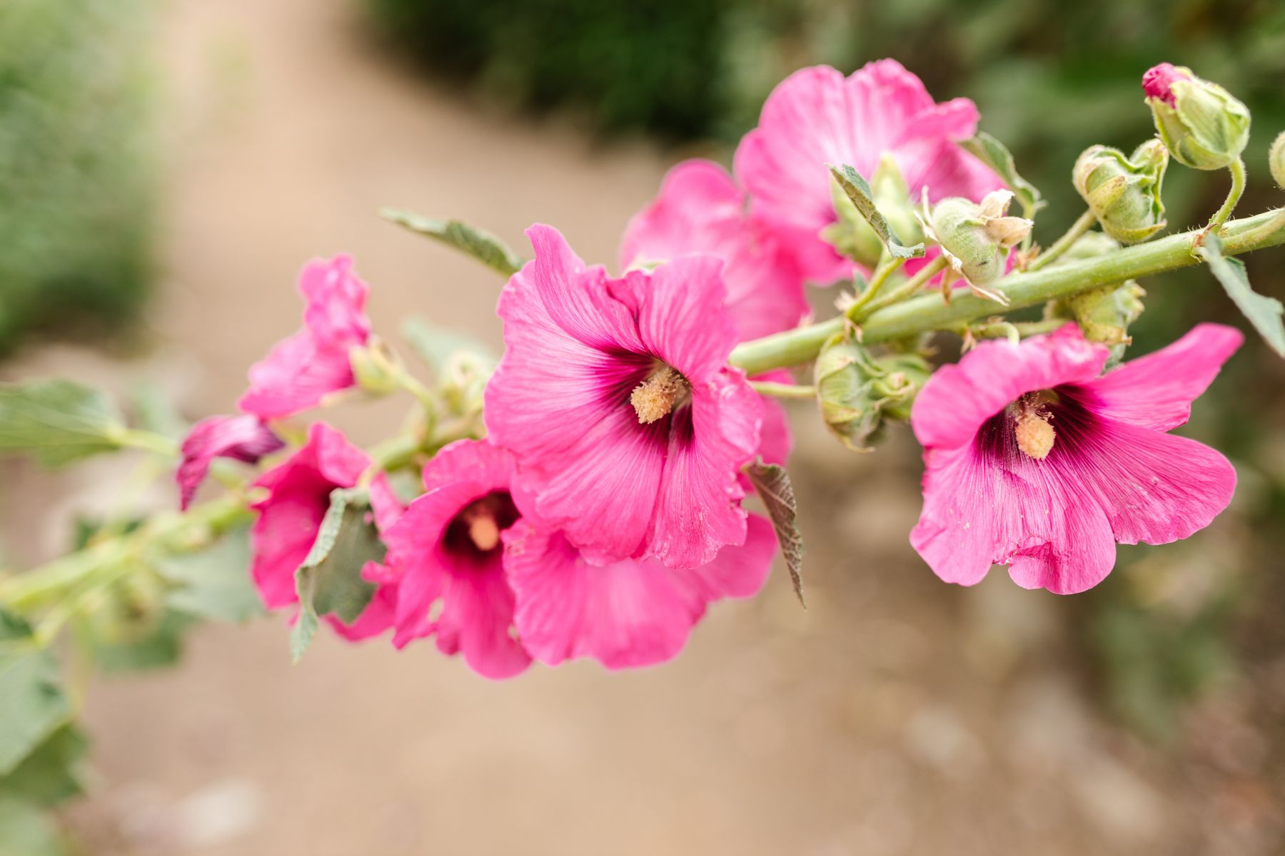 Pink hollyhock flowers blooming outdoors Pink hollyhock flowers blooming outdoors