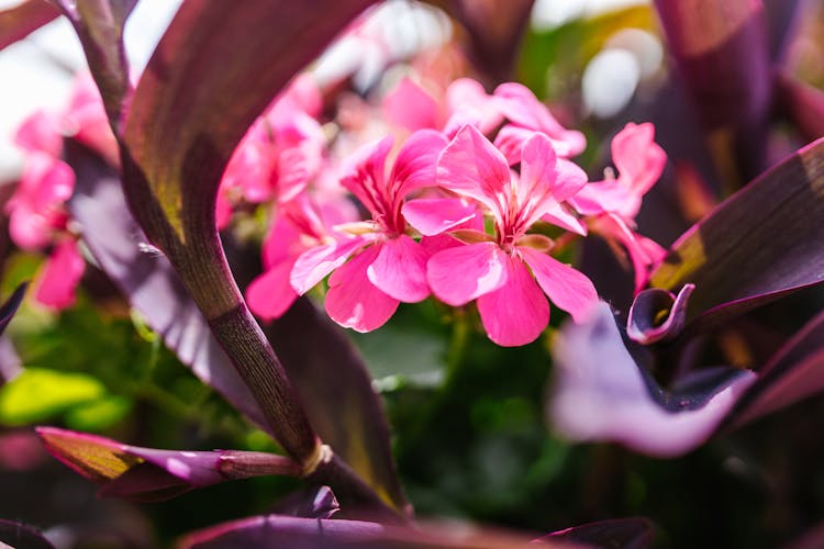 Pink Azalea Flowers In Full Bloom