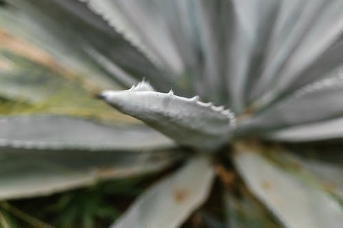 工厂, 微距攝影, 植物群 的 免费素材图片