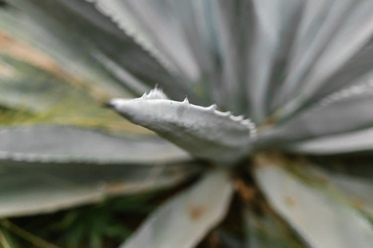 A Macro Shot Of An Agave Plant