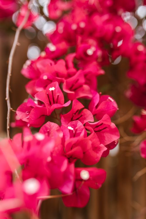 Free Close-up view of vibrant pink bougainvillea flowers with a blurred background. Captivating floral beauty. Stock Photo