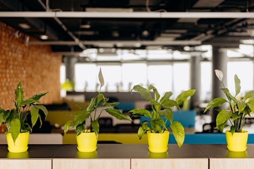 Potted Plants in an Office
