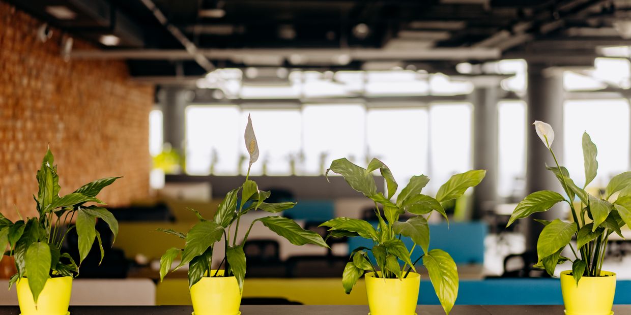 A plant-by-plant care calendar